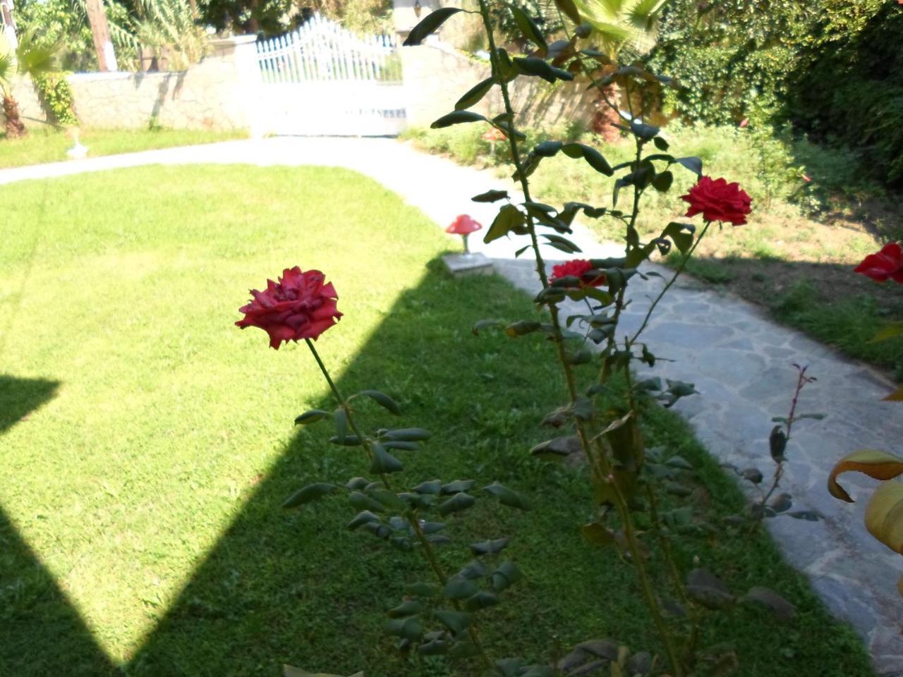 Aparthotel Basil Tsilivi (Zakynthos)